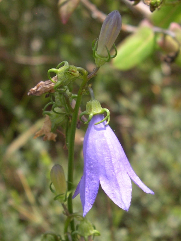 Campanula sabatia. / Campanula di Savona